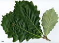 SpeciesSub: subsp. yunnanensis SpeciesSub: subsp. yunnanensis